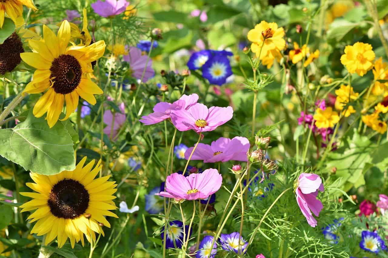 Planteguide Velg riktig blomster til din hage